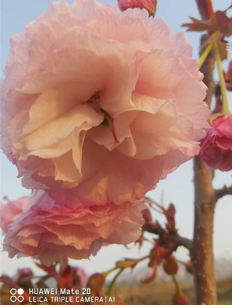 花笠櫻花（松前花笠）