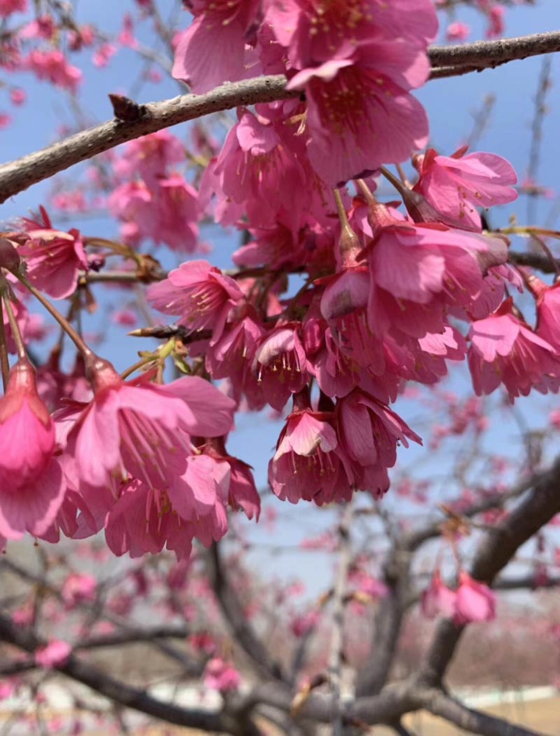 寒緋櫻花(中紅）