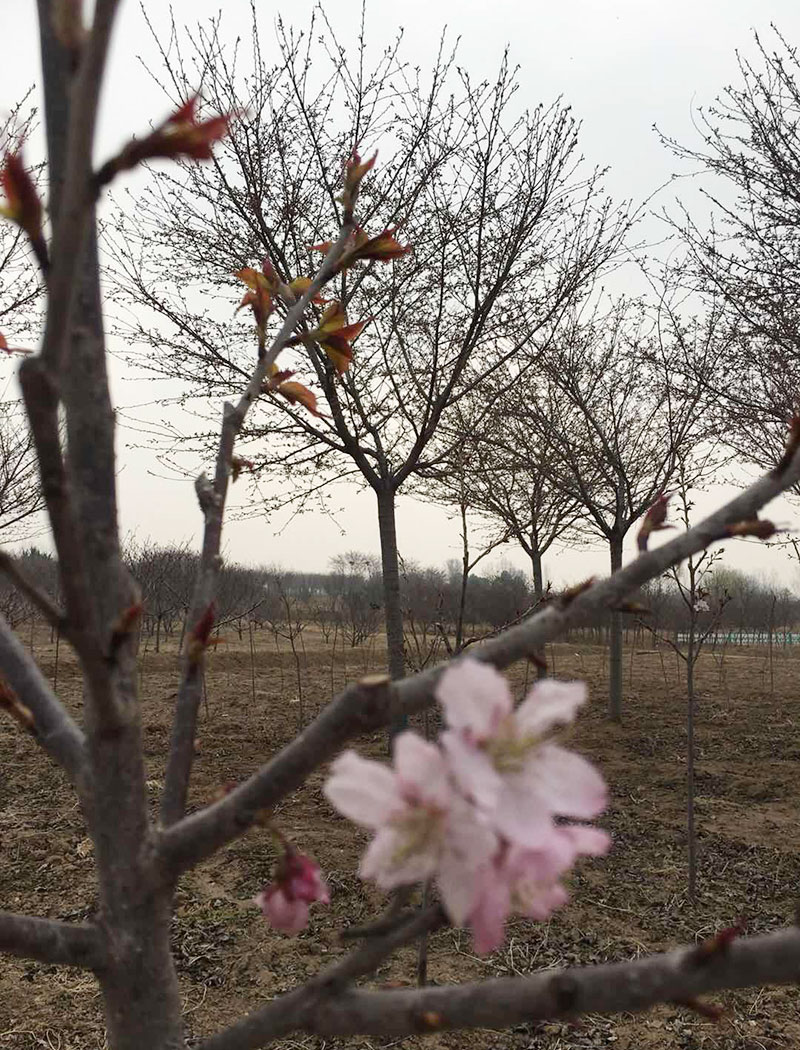 椿寒櫻花（初美人）