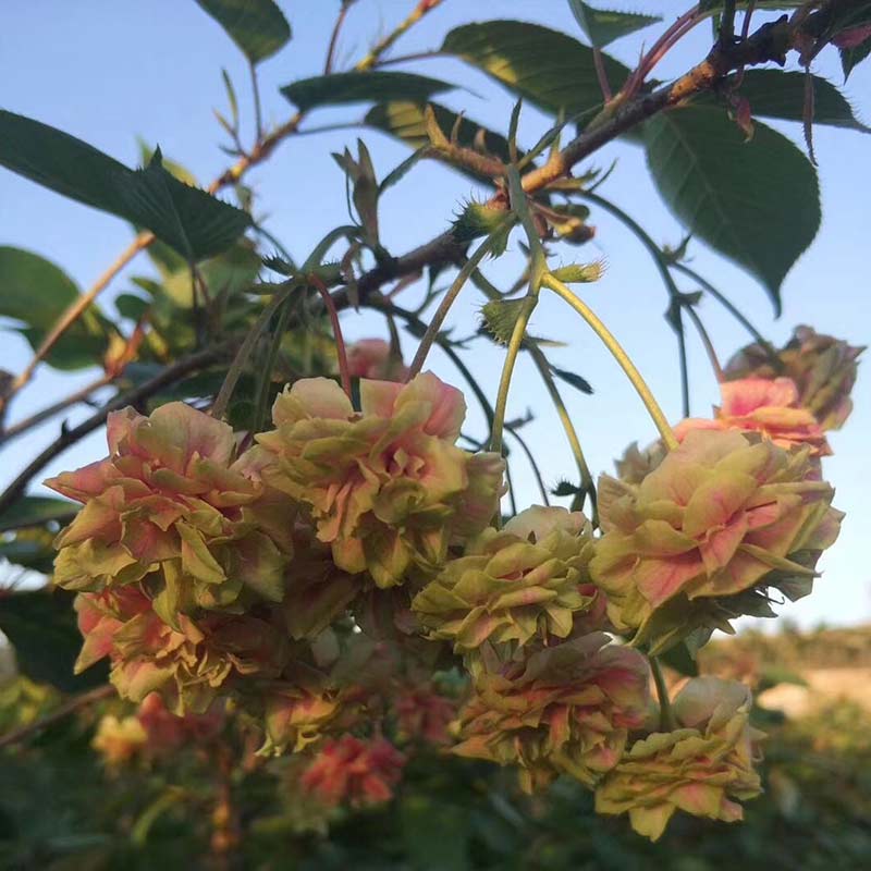 須磨普賢象櫻花