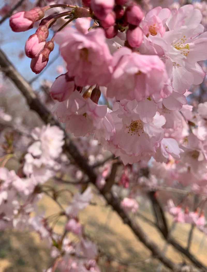 八重紅彼岸櫻花