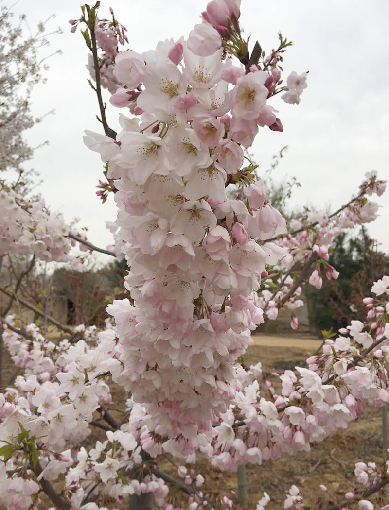 美利堅(jiān)（美）櫻花