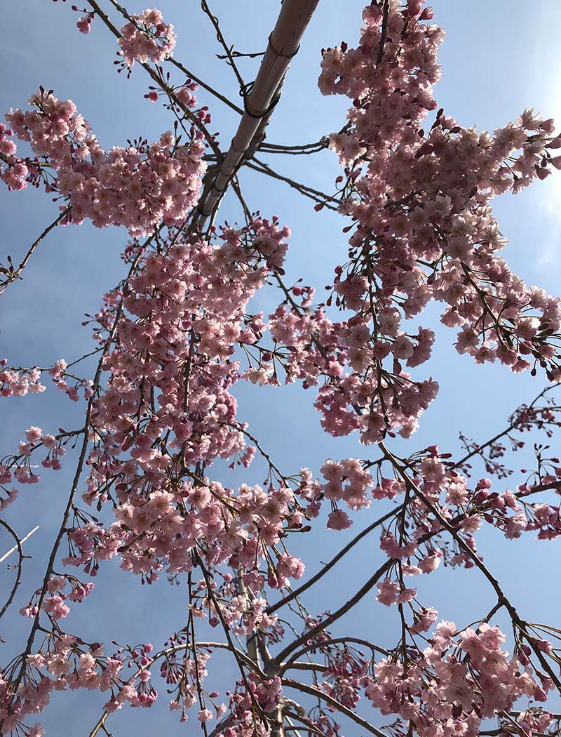 八重紅枝垂櫻花