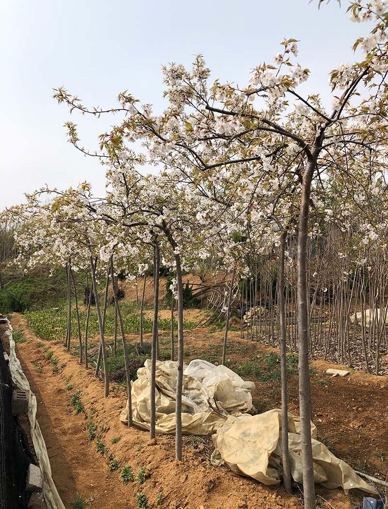 山櫻枝垂（仙臺枝垂）櫻花