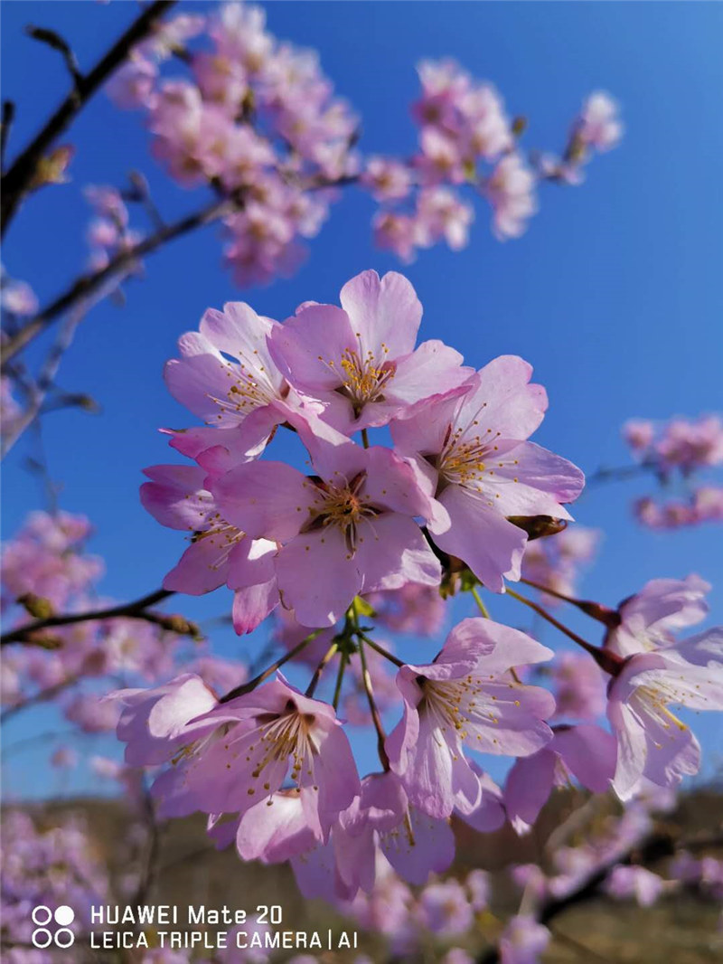 紅山櫻花（大山櫻）